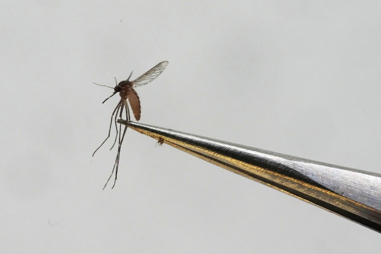 A Culex tarsalis mosquito