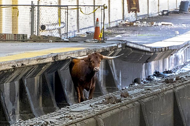 A bull stands on the tracks at Newark Penn Station