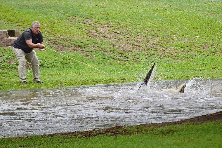 Crocodile wrangled from flood waters in northwestern Australia