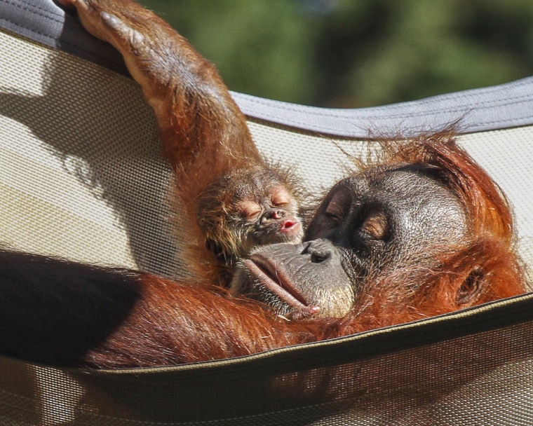 An orangutan and her newborn rest in a hammock.