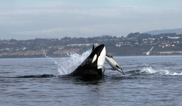 In a video captured by a whale watching expedition off San Diego, a killer whale teaches its baby how to hunt by headbutting a dolphin.    