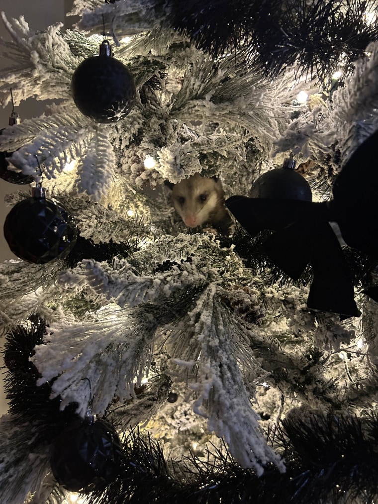 POSSOM IN CHRISTMAS TREE