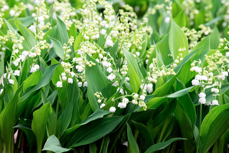 A Lily Of The Valley plant in Paris on April 23, 2020. 