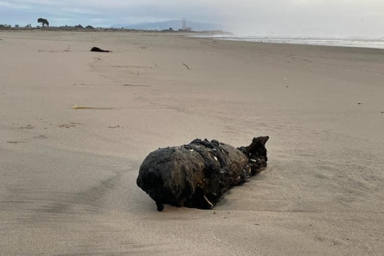 Military ordnance that washed up on the beach in California.