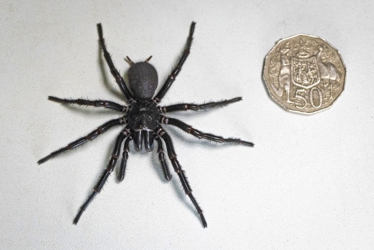 A male specimen of the Sydney funnel-web spider, the world's most poisonous arachnid.