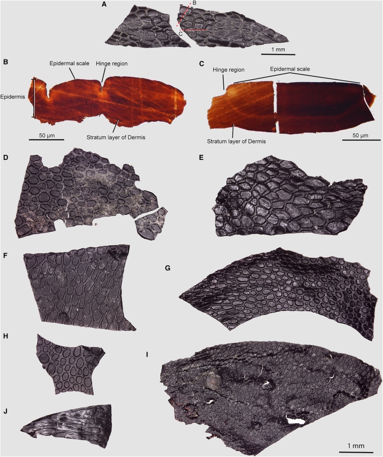 Fossilized, crocodile-like pores and skin is oldest ever came upon, scientists say