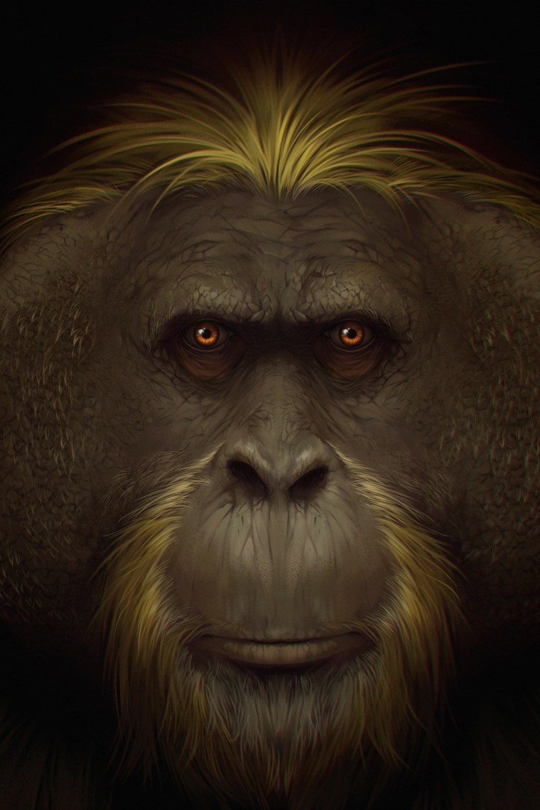 This handout artist impression released by Southern Cross University on January 9, 2024, shows the face of the giant ape Gigantopithecus blacki.