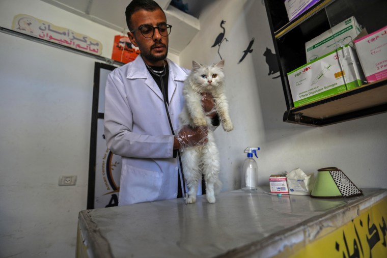 Image: Veterinarian Offers Care To Cats Of Displaced Gaza Strip Citizens