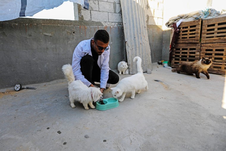 Image: Veterinarian Offers Care To Cats Of Displaced Gaza Strip Citizens