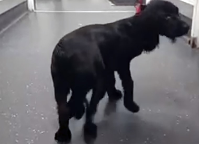 In this image made from video provided by Vicki Black, Ariel is seen with six legs before surgery, in Bristol, England.