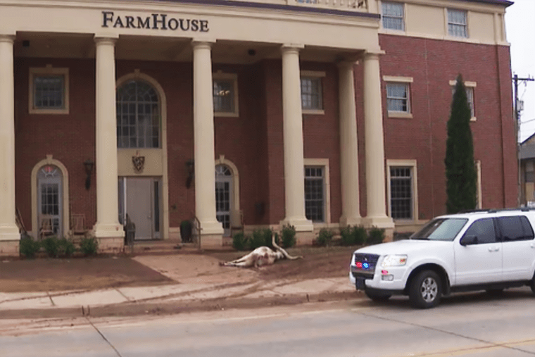 4 students charged for dumping dead longhorn outside Oklahoma State fraternity
