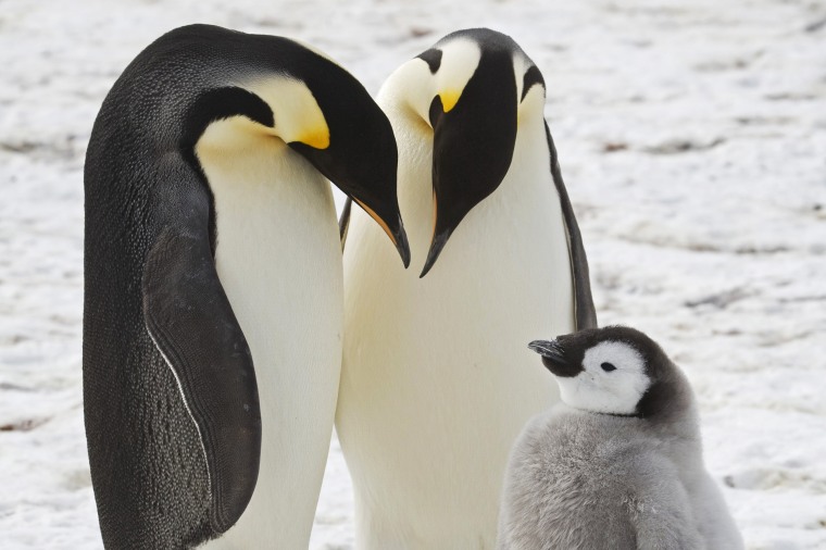 Scientists have spotted previously unknown colonies of emperor penguins in new satellite imagery. At least some emperor penguins are moving their colonies as melting ice from climate change threatens breeding grounds. The British Antarctic Survey said Wednesday, Jan. 24, 2024, that the four newly found colonies likely existed for many years, but scientists hadn’t previously spotted them. 