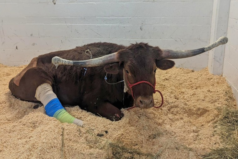 Ricardo at Skylands Animal Sanctuary And Rescue.