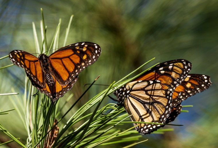 Monarch butterflies land on branches at Monarch Grove Sanctuary in Pacific Grove, Calif.