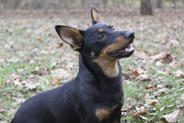 The Lancashire heeler is the latest breed recognized by the American Kennel Club. The short-legged, long-bodied and rare herding breed is now eligible for thousands of U.S. dog shows.