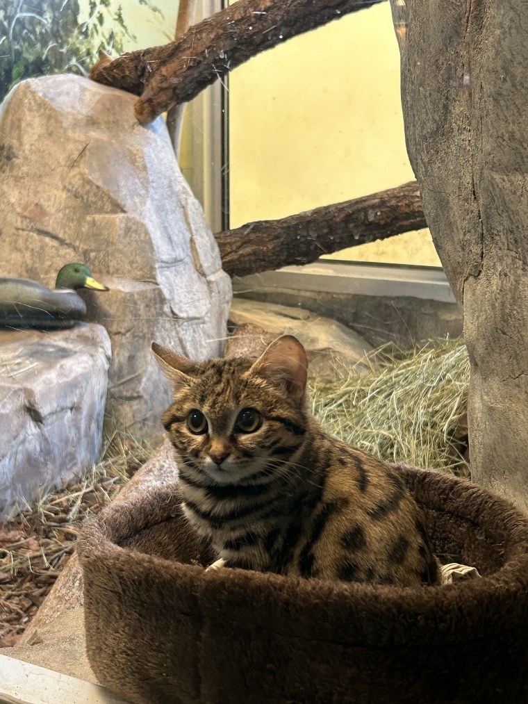 Gaia Black Footed Cat Is super adorable and just as deadly