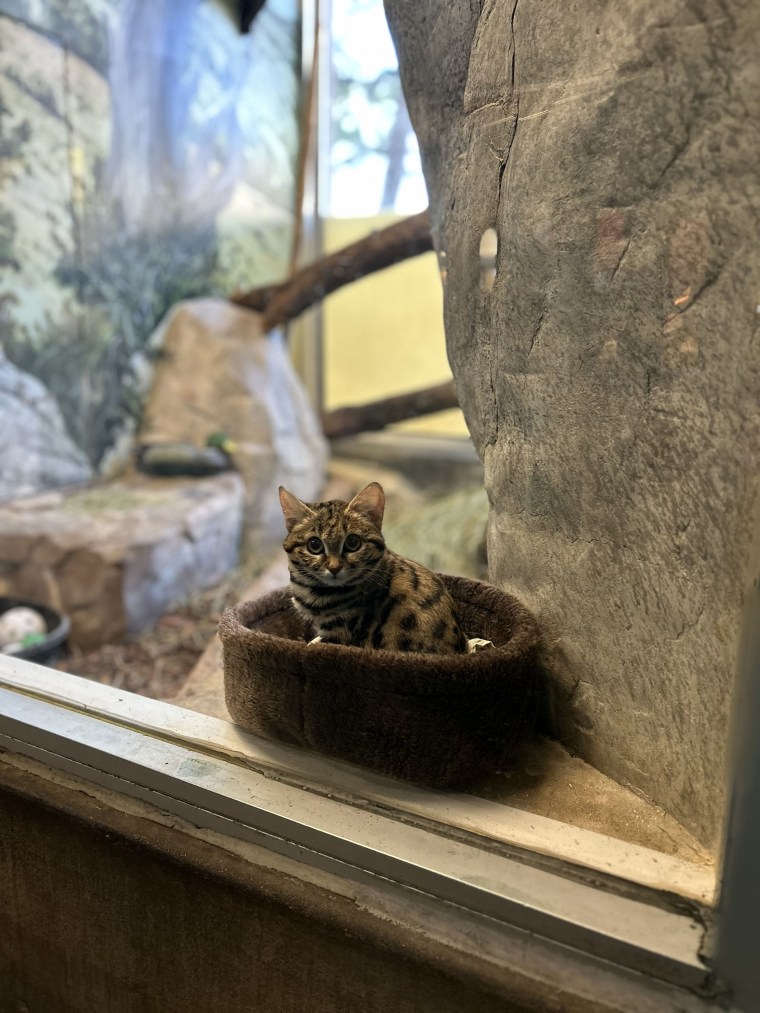 Gaia Black Footed Cat Is super adorable and just as deadly