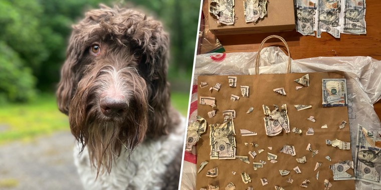 On the left, a brown and white dog with curly hair looks forlorn. On the right, a pile of shredded money sits on a paper bag.