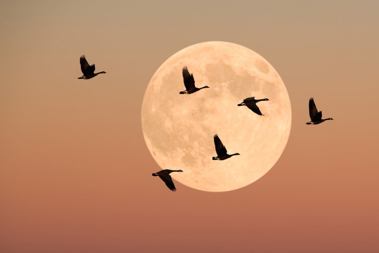 Canada geese in flight, dusk