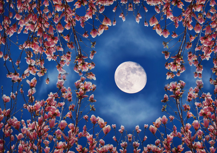 may full moon and magnolia blossom