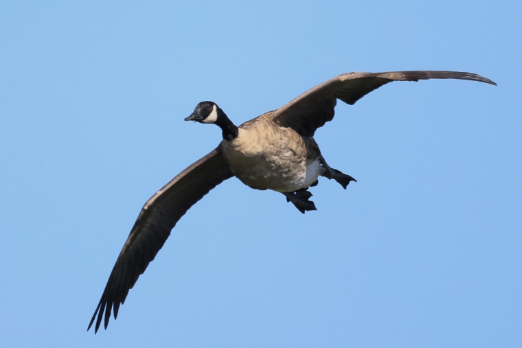 A Canadian Goose in Oceanside, New York. on Aug. 19, 2023. 