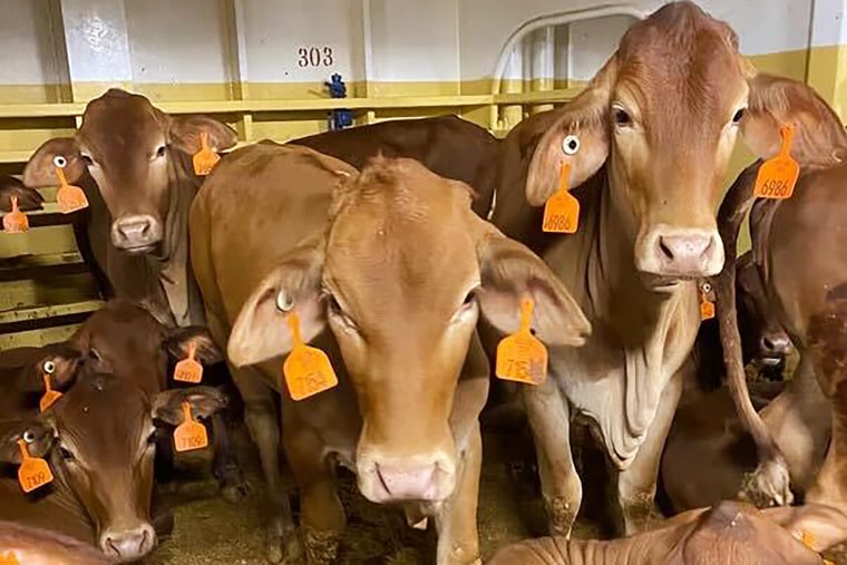 Cows on board MV Bahijah