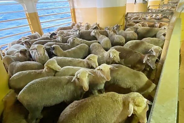 Sheep on board the MV Bahijah