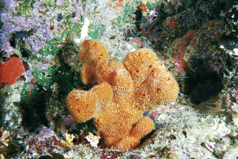 Sea Sponge ocean sea