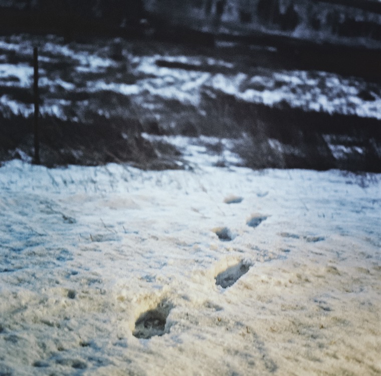 Footprints in the snow near the Cheyenne Reservation in Lame Deer, Mt.,