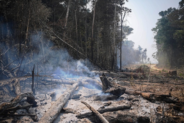 Smoke billows from the ashes of felled trees in the Brazil's Amazon.