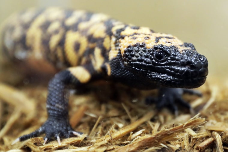 A 34-year-old Colorado man died on Friday, February 16, 2024, after being bitten by his pet Gila monster in a very rare event.  Gila monster bites are typically painful to humans, but are usually not fatal, experts say. 