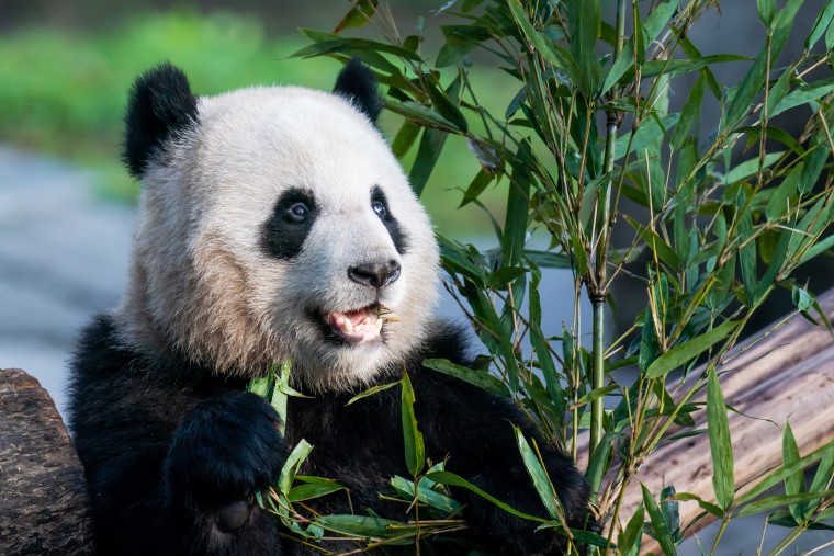 China Chongqing Zoo Panda