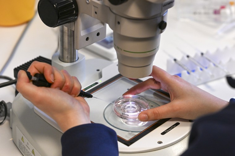 Un técnico prepara la fecundación de un óvulo al microscopio electrónico.