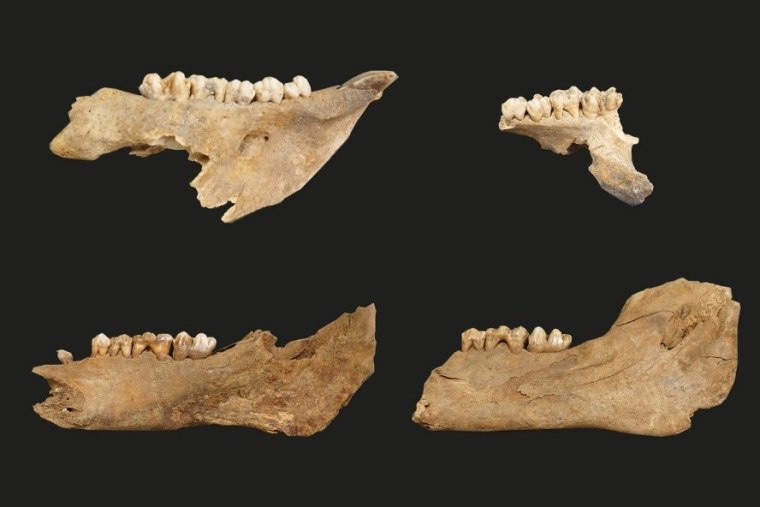 4 pig jaw specimens on a black background