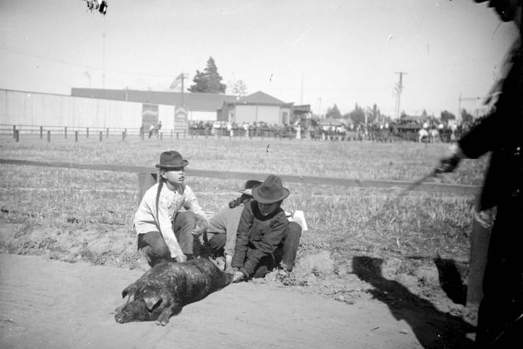 Chinese men holding a pig down in a fenced area in or near Los Angeles Chinatown, circa 1881–1910.