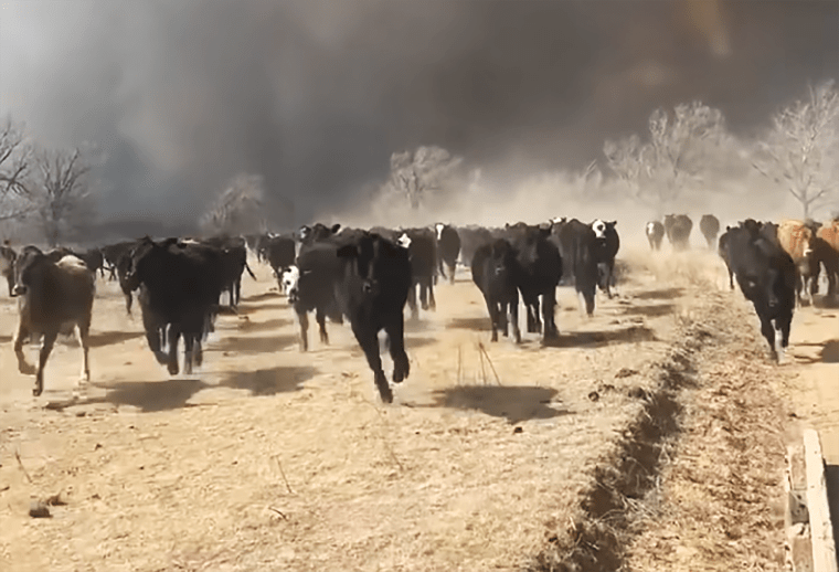 Cattle running through smoke from fires in Stinnett, Texas, on Monday.