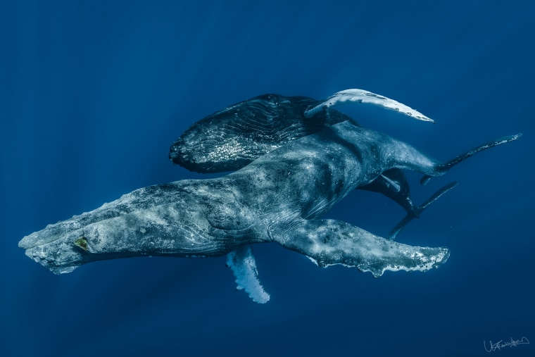 Humpback Whales Captured Mating For The First Time Were Engaged In Gay Sex