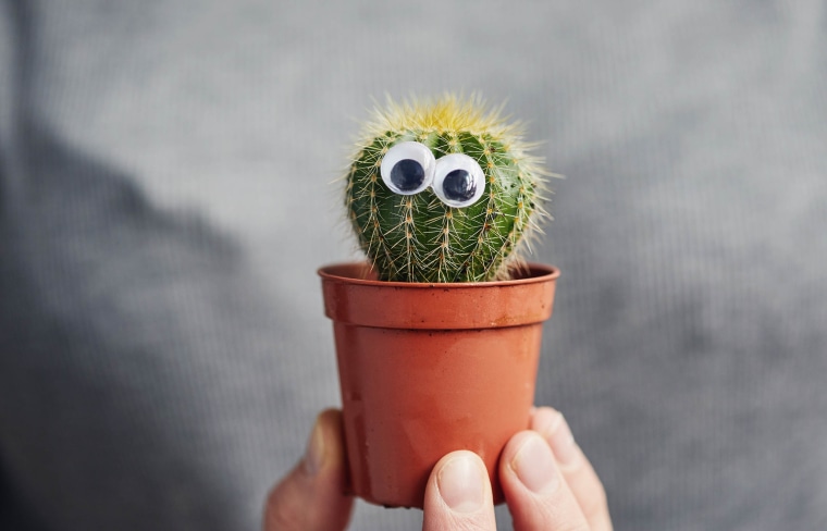 Googly eyed cactus
