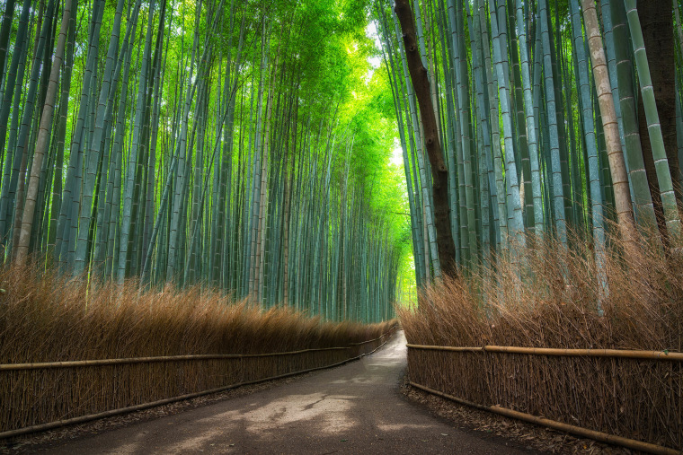 empty walking path in bamboo grove forest in Arashiyama Kyoto, Japan