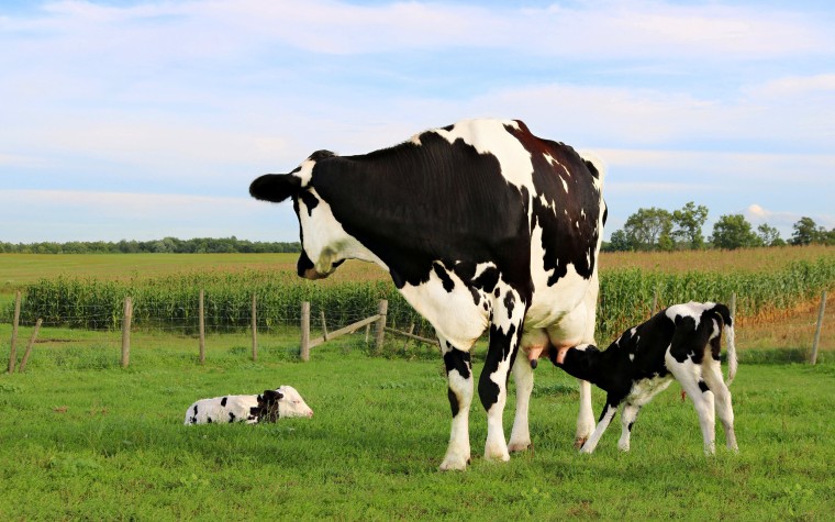 Holstein cow standing in the meadow with her twin newborn calves