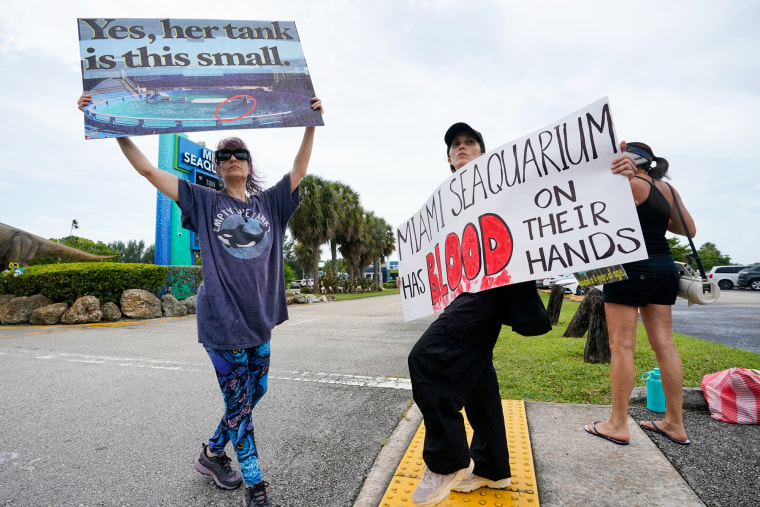 Demonstrators hold up signs after the death of captive orca Lolita