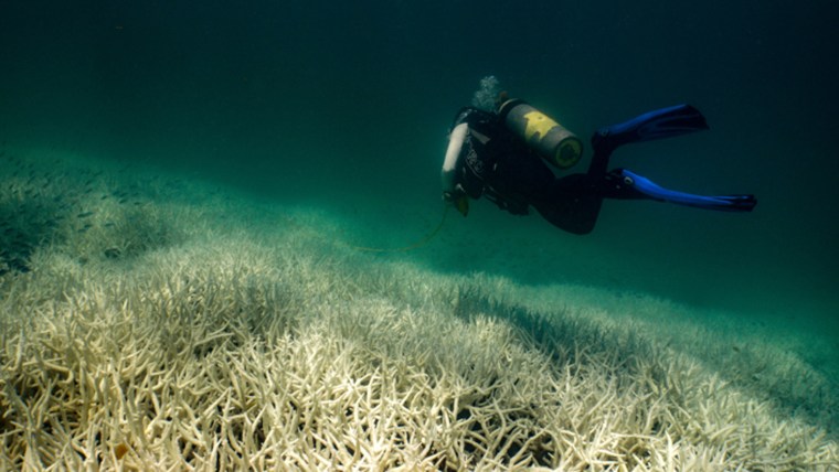 Researchers observe a mass coral bleaching event at a site in the Southern Great Barrier Reef on March 5.