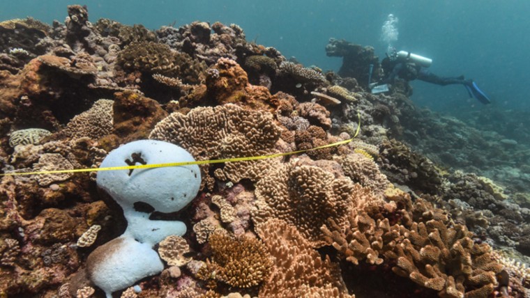Coral bleaching affects a coral, left, at Arlington Reef, Central Barrier Reef, on Feb. 27. 