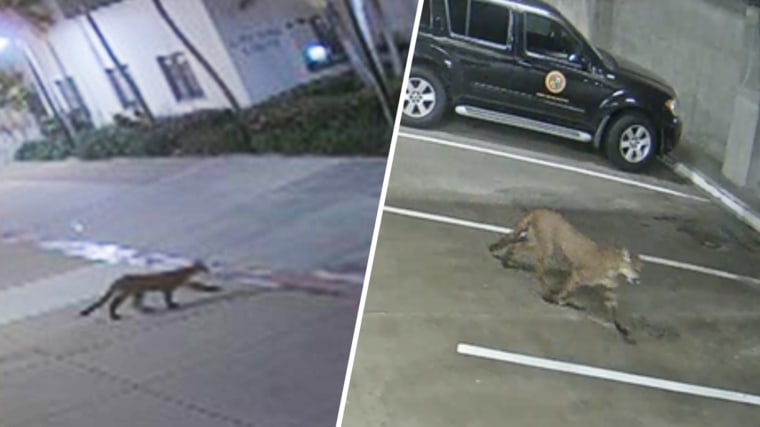 A mountain lion was seen on security video walking through the Oceanside City Hall parking garage sometime Monday to Wednesday, Oceanside police said.