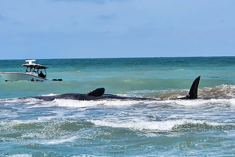 Një balenë sperme e plazhuar në një bar rëre jashtë plazhit përgjatë bregut të Gjirit të Floridës në Venecia