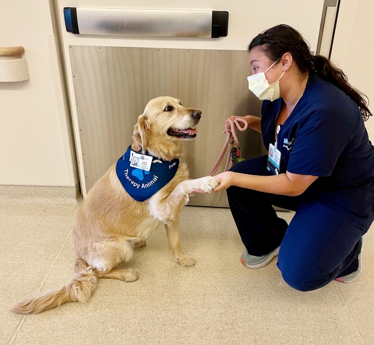 A therapy dog from the organization UCLA People-Animal Connection gives a handshake.