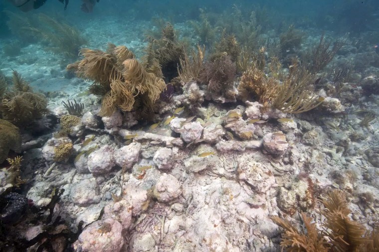 Researchers conclusively ID British warship that sank off Florida coast ...