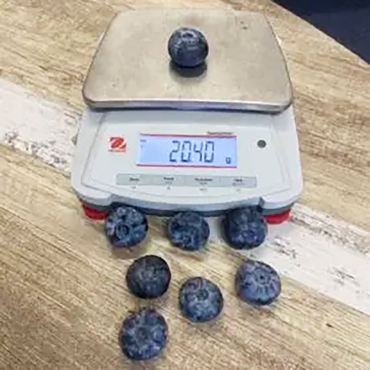 Australia record breaking blueberry