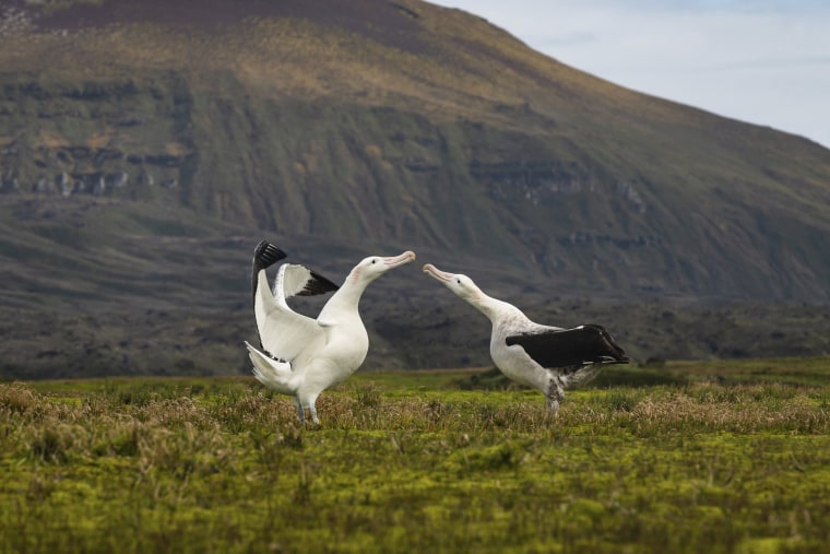 Two wandering albatrosses