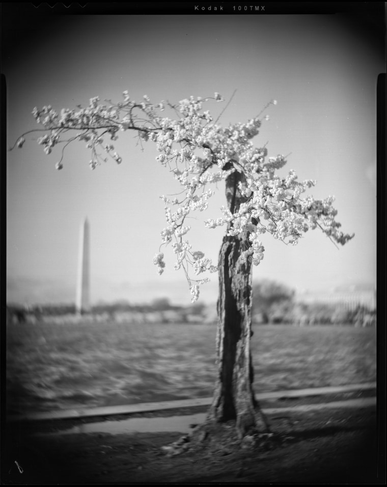 The cherry tree affectionally nicknamed 'Stumpy' in Washington, on March 18, 2024.